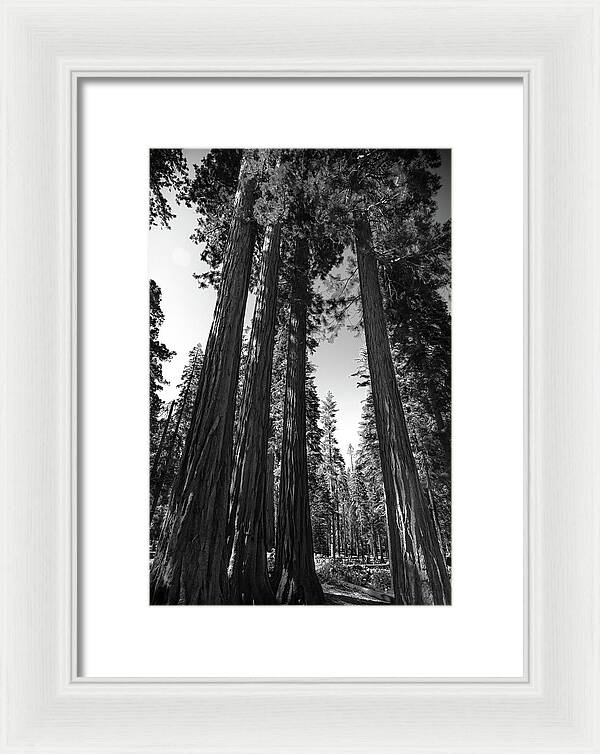 Black and White Forest of Sequoias - Framed Print