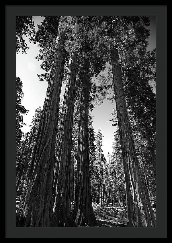 Black and White Forest of Sequoias - Framed Print
