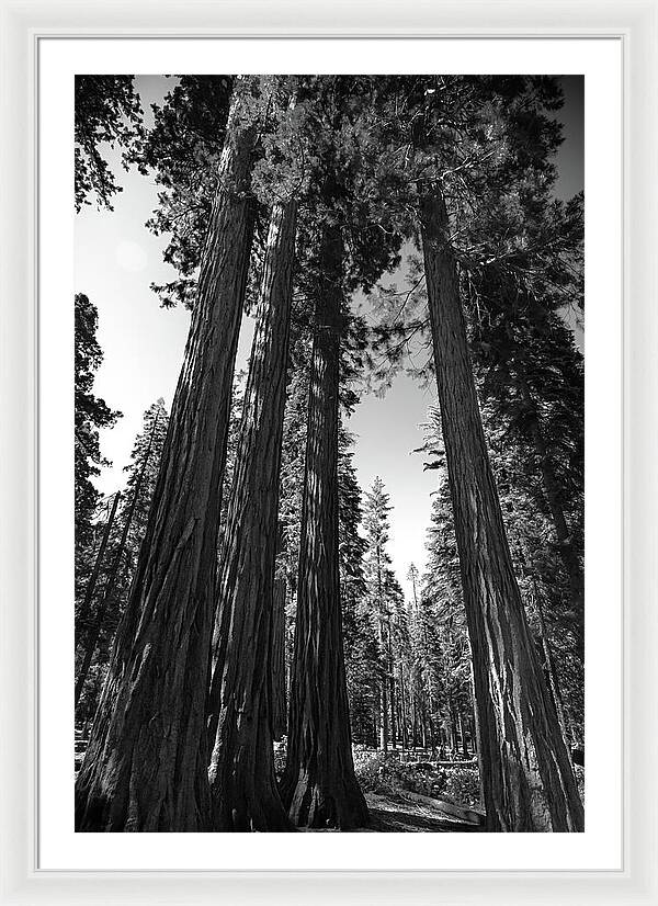 Black and White Forest of Sequoias - Framed Print