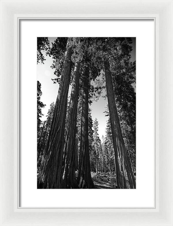 Black and White Forest of Sequoias - Framed Print