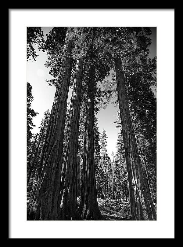 Black and White Forest of Sequoias - Framed Print