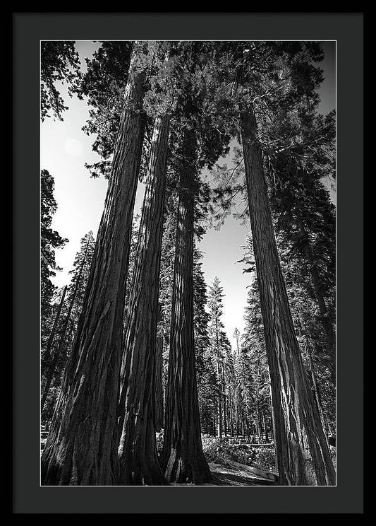 Black and White Forest of Sequoias - Framed Print