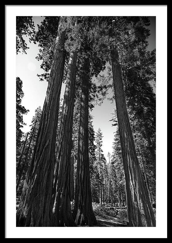 Black and White Forest of Sequoias - Framed Print