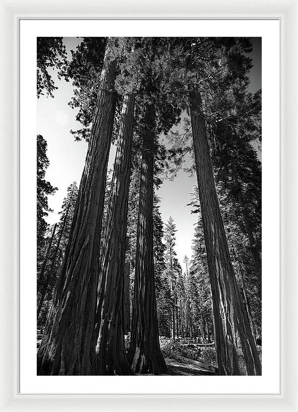 Black and White Forest of Sequoias - Framed Print