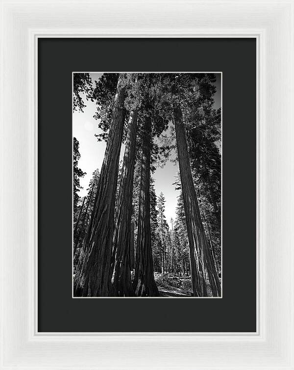 Black and White Forest of Sequoias - Framed Print