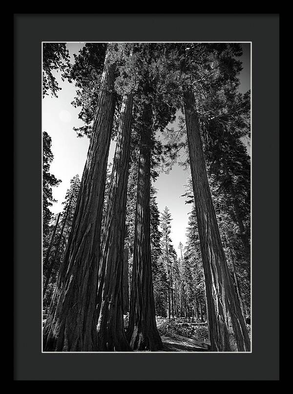 Black and White Forest of Sequoias - Framed Print