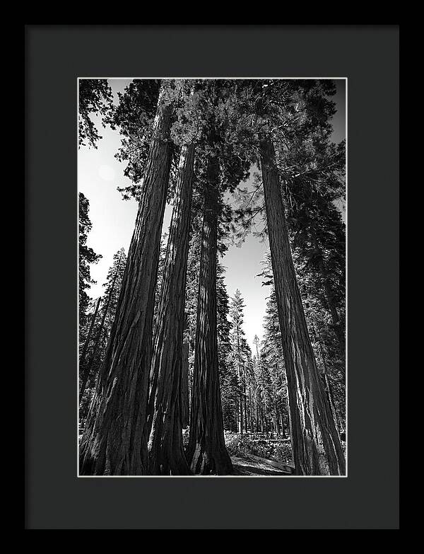 Black and White Forest of Sequoias - Framed Print