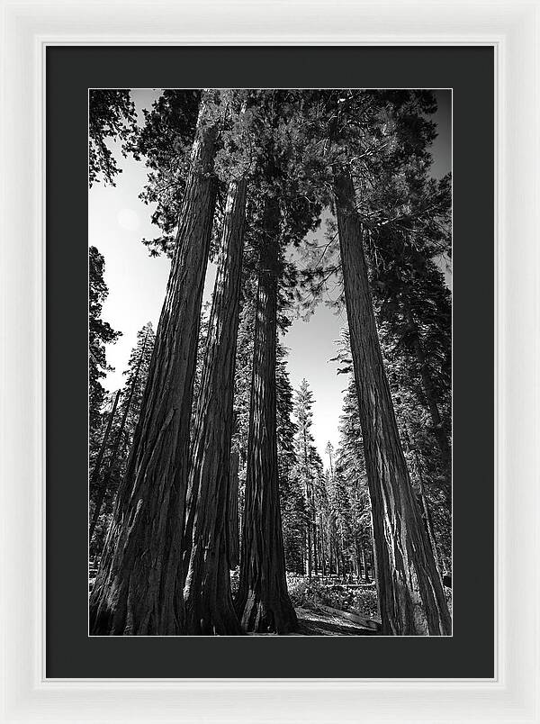 Black and White Forest of Sequoias - Framed Print
