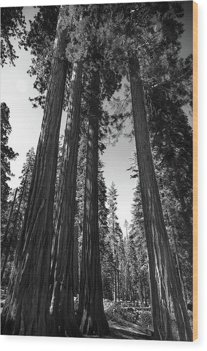 Black and White Forest of Sequoias - Wood Print