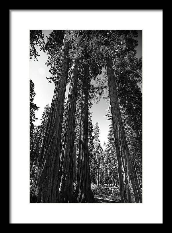 Black and White Forest of Sequoias - Framed Print