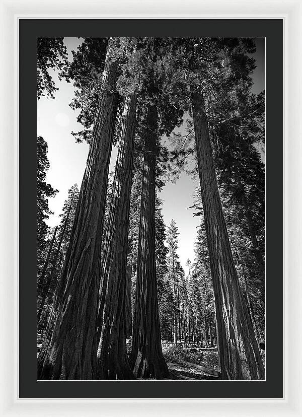 Black and White Forest of Sequoias - Framed Print