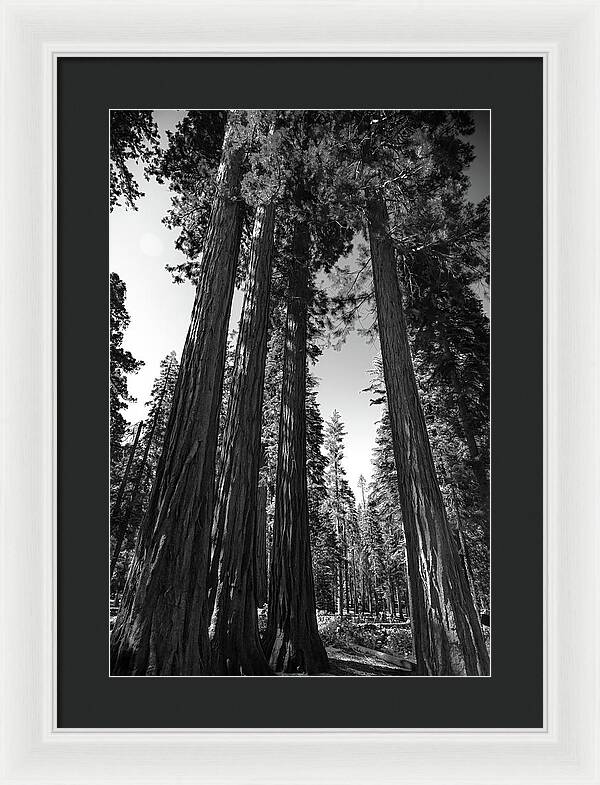 Black and White Forest of Sequoias - Framed Print