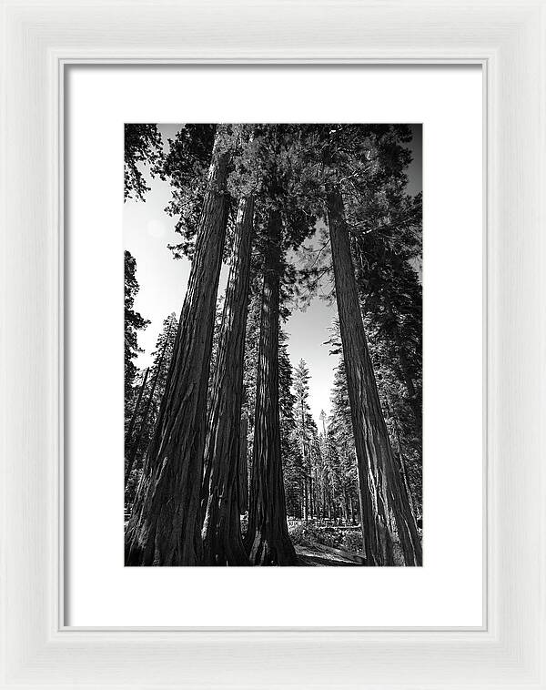 Black and White Forest of Sequoias - Framed Print