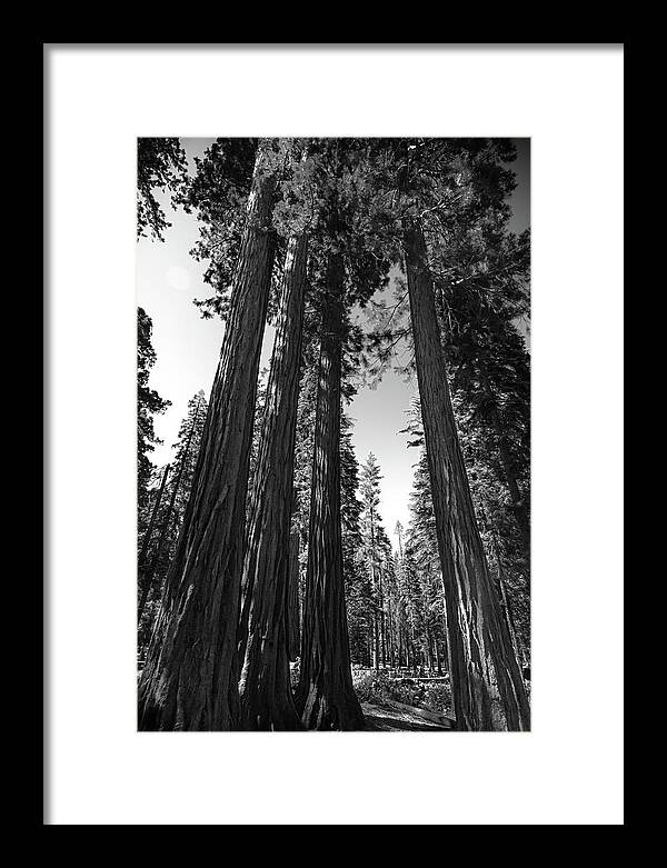 Black and White Forest of Sequoias - Framed Print