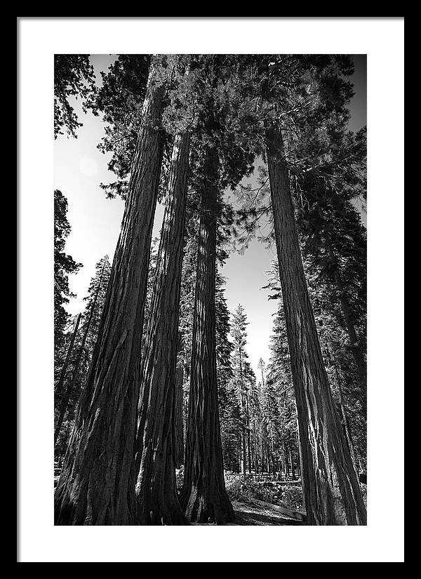 Black and White Forest of Sequoias - Framed Print