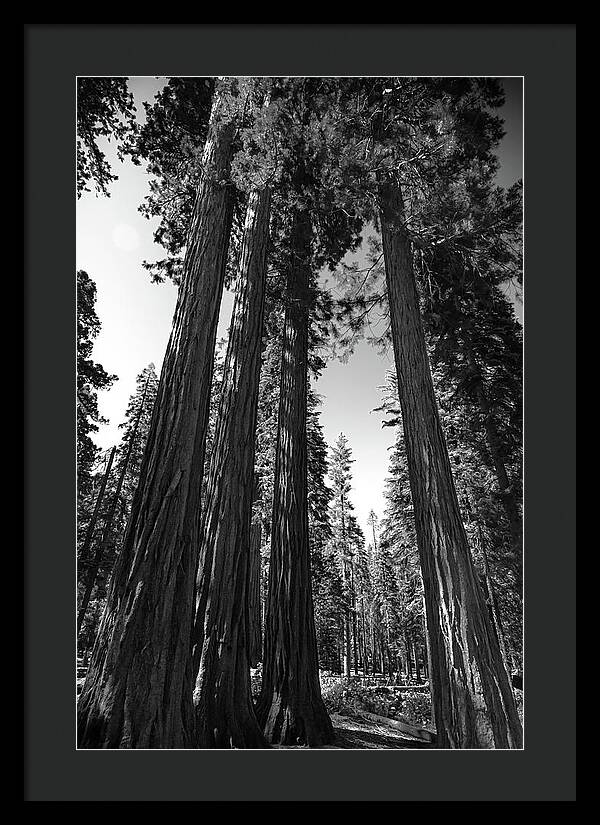 Black and White Forest of Sequoias - Framed Print