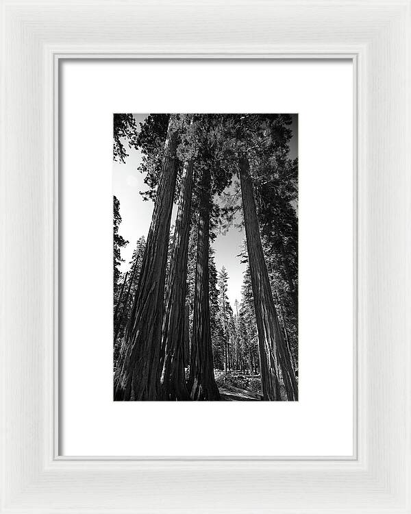 Black and White Forest of Sequoias - Framed Print