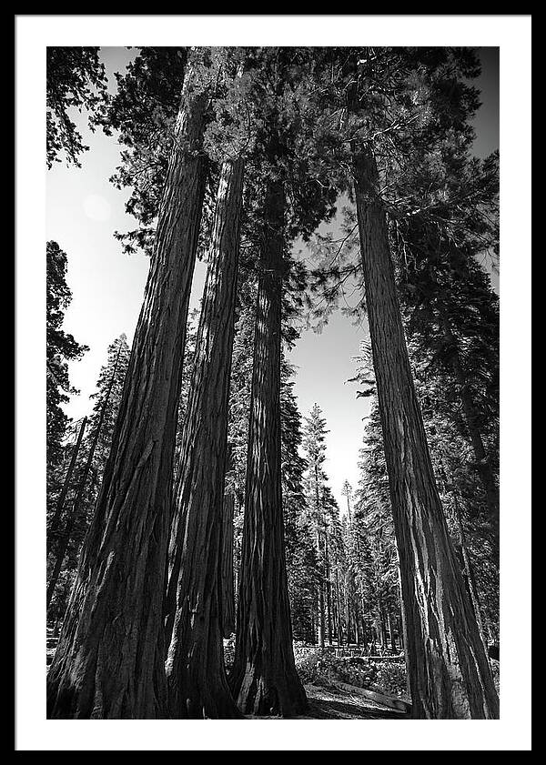 Black and White Forest of Sequoias - Framed Print