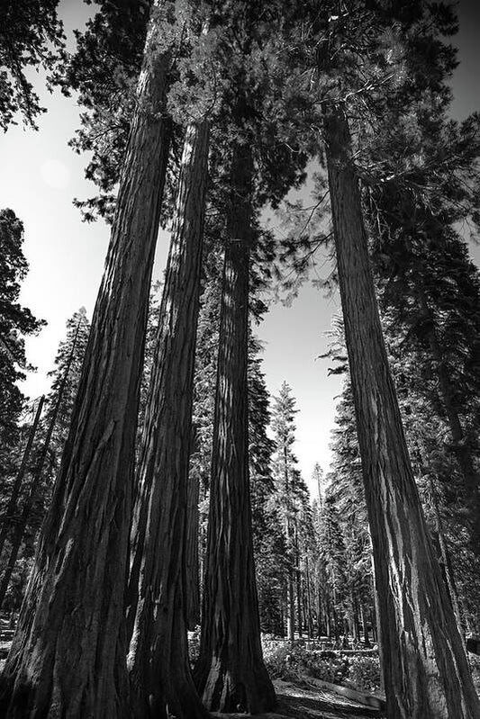 Black and White Forest of Sequoias - Art Print