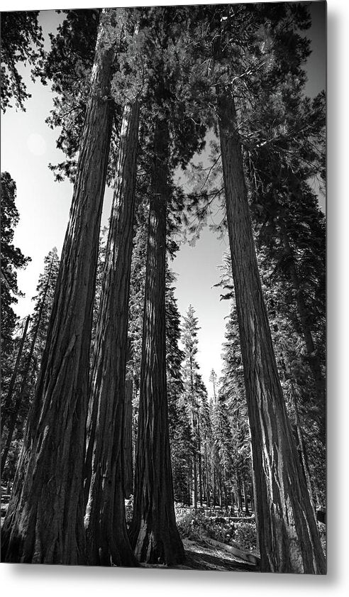 Black and White Forest of Sequoias - Metal Print