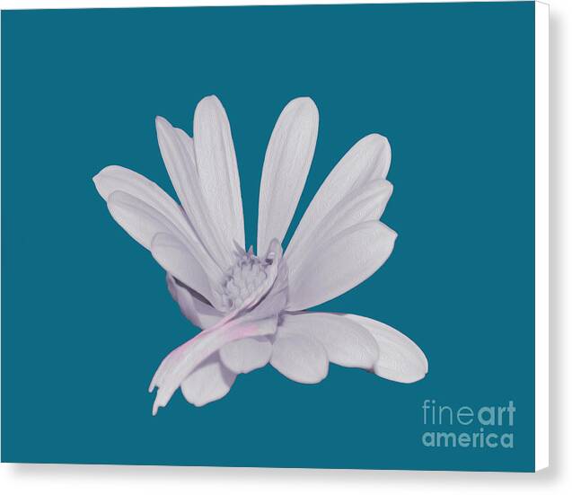 Blessed White Flower in a Blue Background - Canvas Print