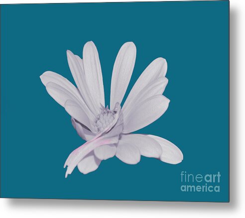Blessed White Flower in a Blue Background - Metal Print