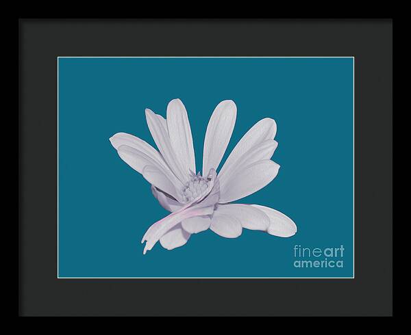 Blessed White Flower in a Blue Background - Framed Print