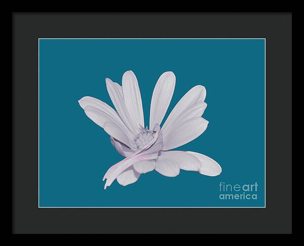 Blessed White Flower in a Blue Background - Framed Print