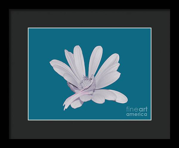 Blessed White Flower in a Blue Background - Framed Print