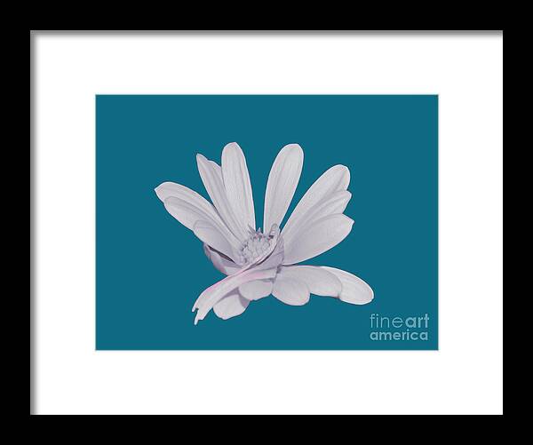 Blessed White Flower in a Blue Background - Framed Print