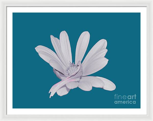 Blessed White Flower in a Blue Background - Framed Print