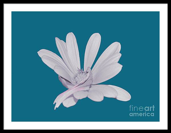 Blessed White Flower in a Blue Background - Framed Print