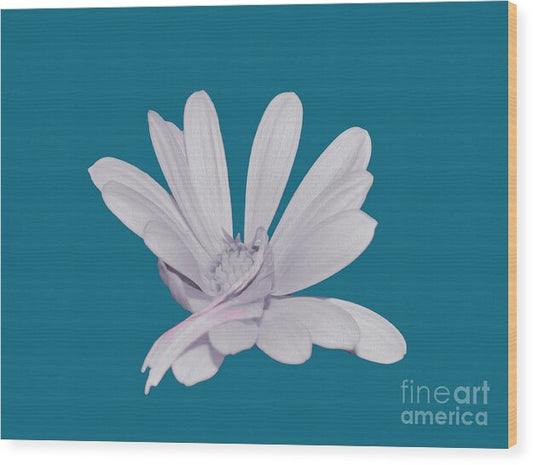 Blessed White Flower in a Blue Background - Wood Print