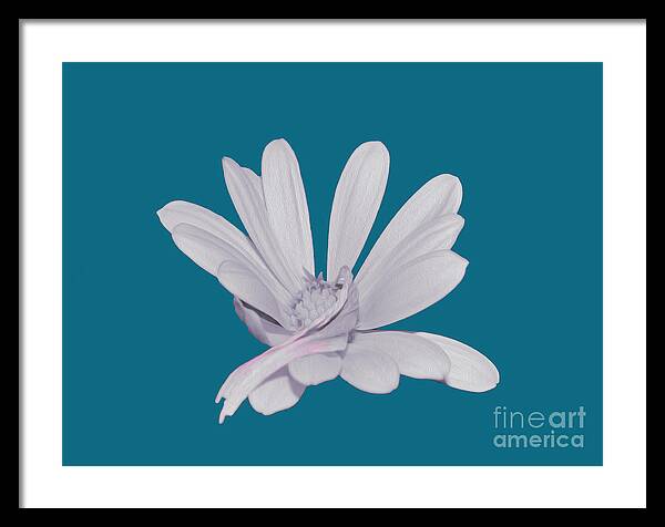 Blessed White Flower in a Blue Background - Framed Print