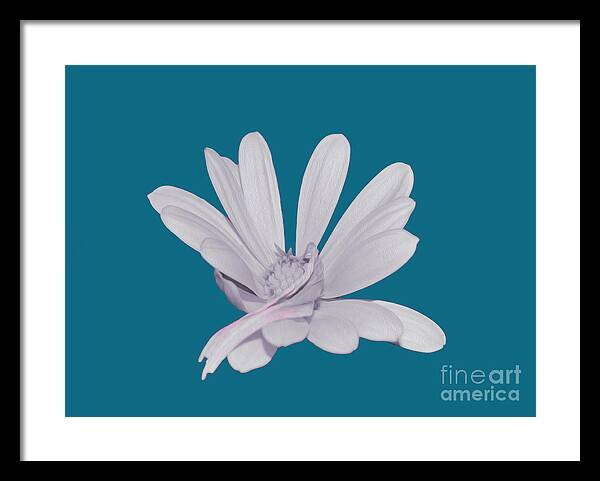 Blessed White Flower in a Blue Background - Framed Print