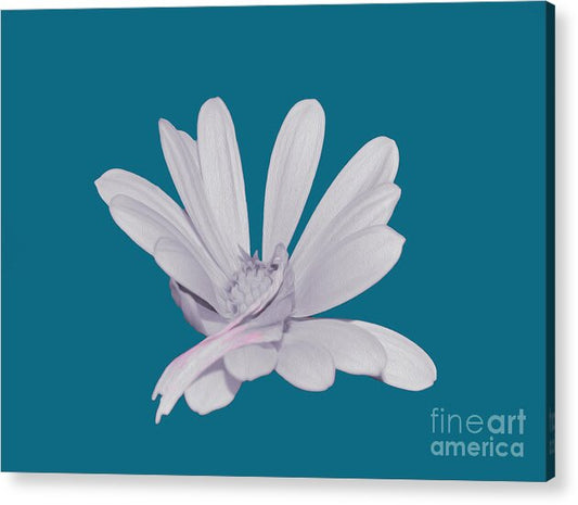 Blessed White Flower in a Blue Background - Acrylic Print