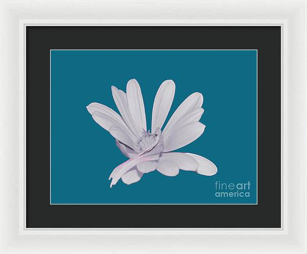Blessed White Flower in a Blue Background - Framed Print