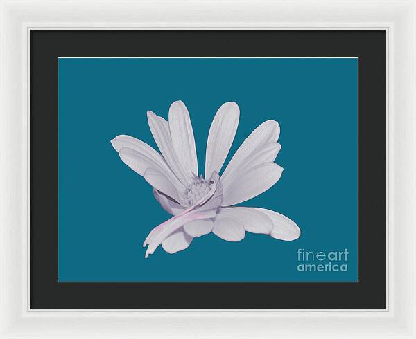 Blessed White Flower in a Blue Background - Framed Print