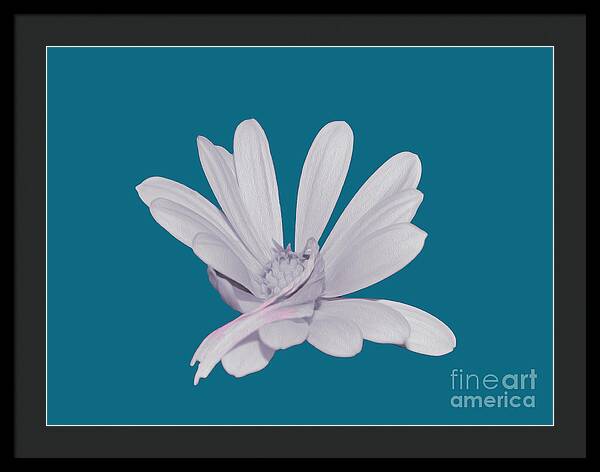 Blessed White Flower in a Blue Background - Framed Print