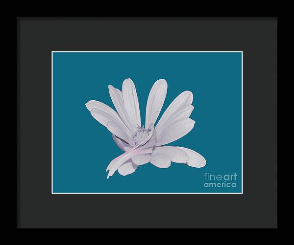 Blessed White Flower in a Blue Background - Framed Print
