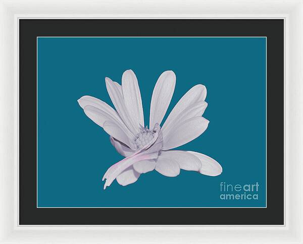 Blessed White Flower in a Blue Background - Framed Print