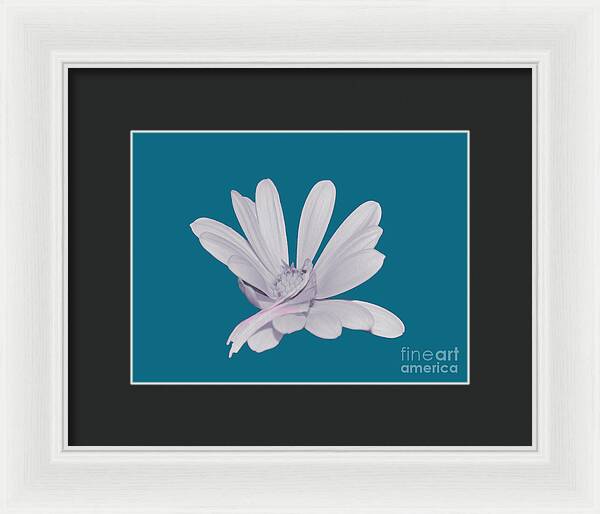 Blessed White Flower in a Blue Background - Framed Print