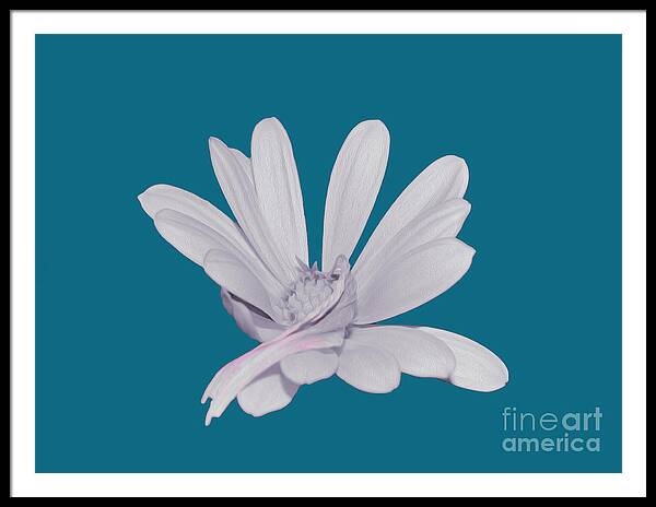 Blessed White Flower in a Blue Background - Framed Print