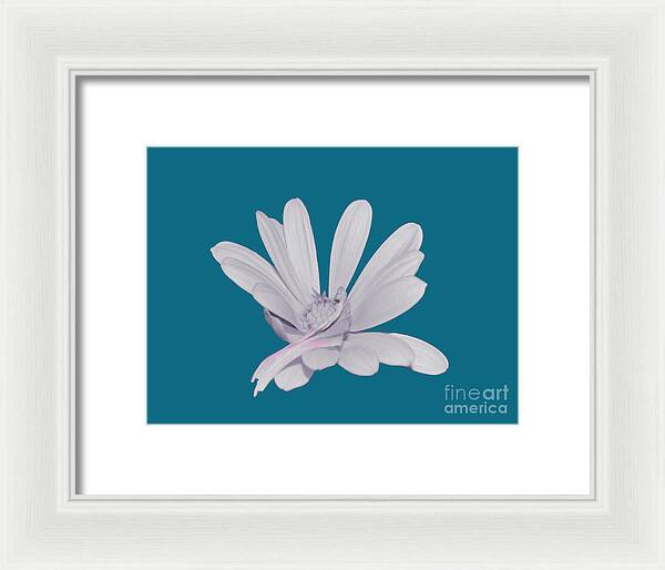 Blessed White Flower in a Blue Background - Framed Print