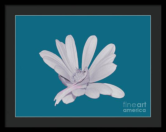 Blessed White Flower in a Blue Background - Framed Print
