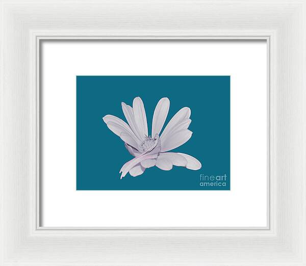 Blessed White Flower in a Blue Background - Framed Print