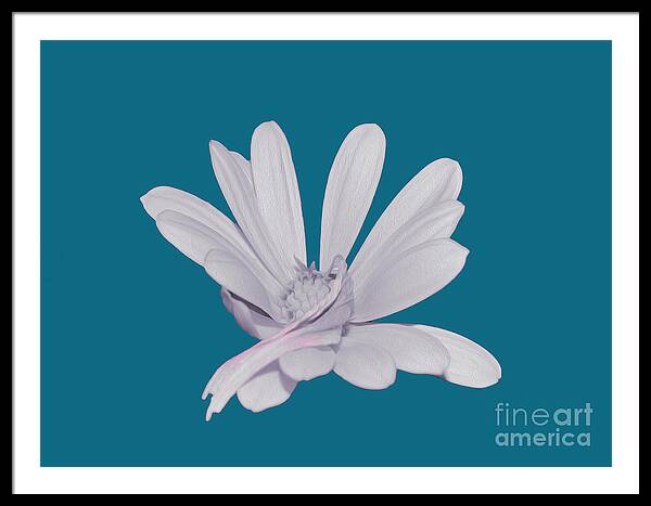 Blessed White Flower in a Blue Background - Framed Print