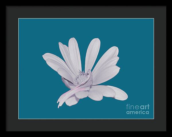 Blessed White Flower in a Blue Background - Framed Print