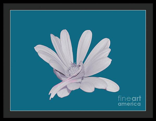 Blessed White Flower in a Blue Background - Framed Print