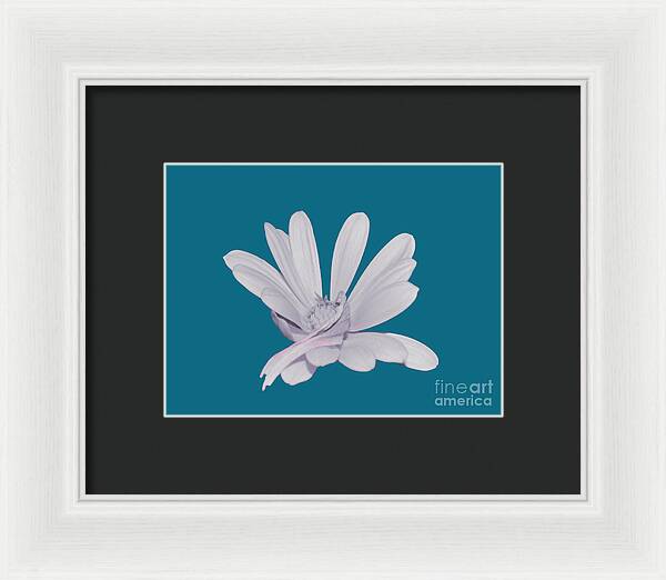 Blessed White Flower in a Blue Background - Framed Print